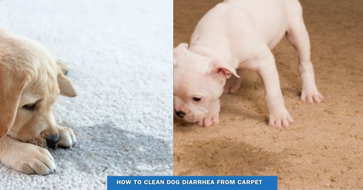 How To Clean Dog Diarrhea From Carpet