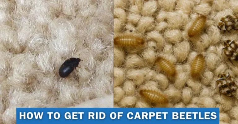 How to Get Rid of Carpet Beetles