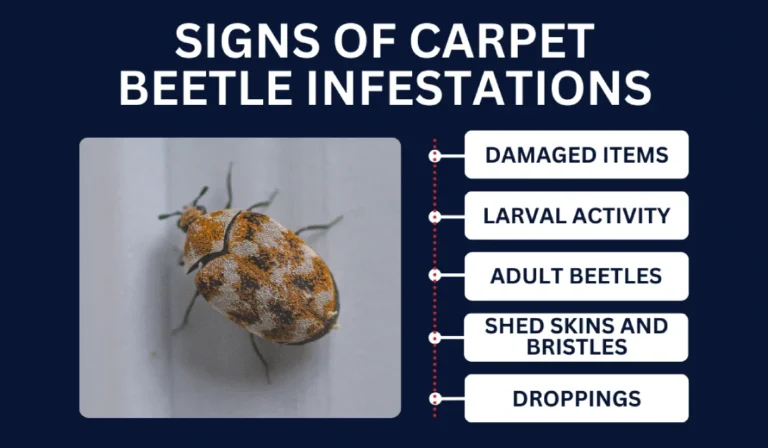 Signs Of Carpet Beetles
