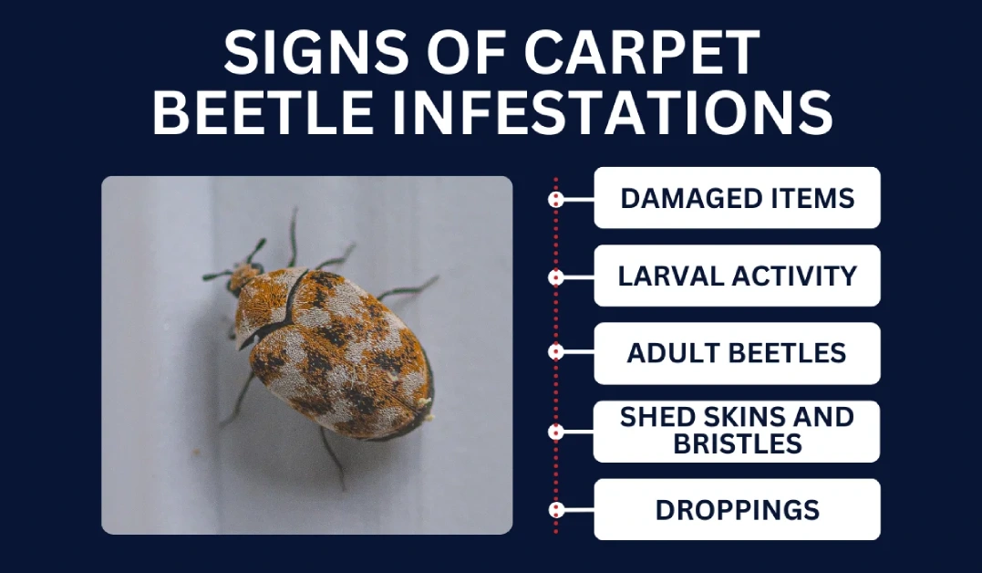 Signs Of Carpet Beetles