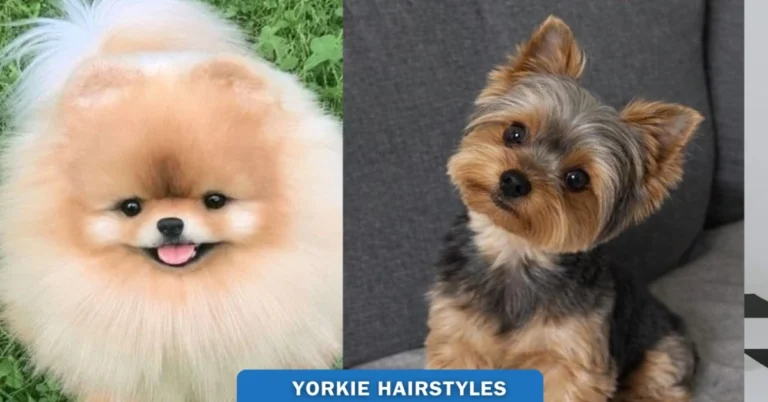 Yorkie Hairstyles – Yorkie Splash and Shine