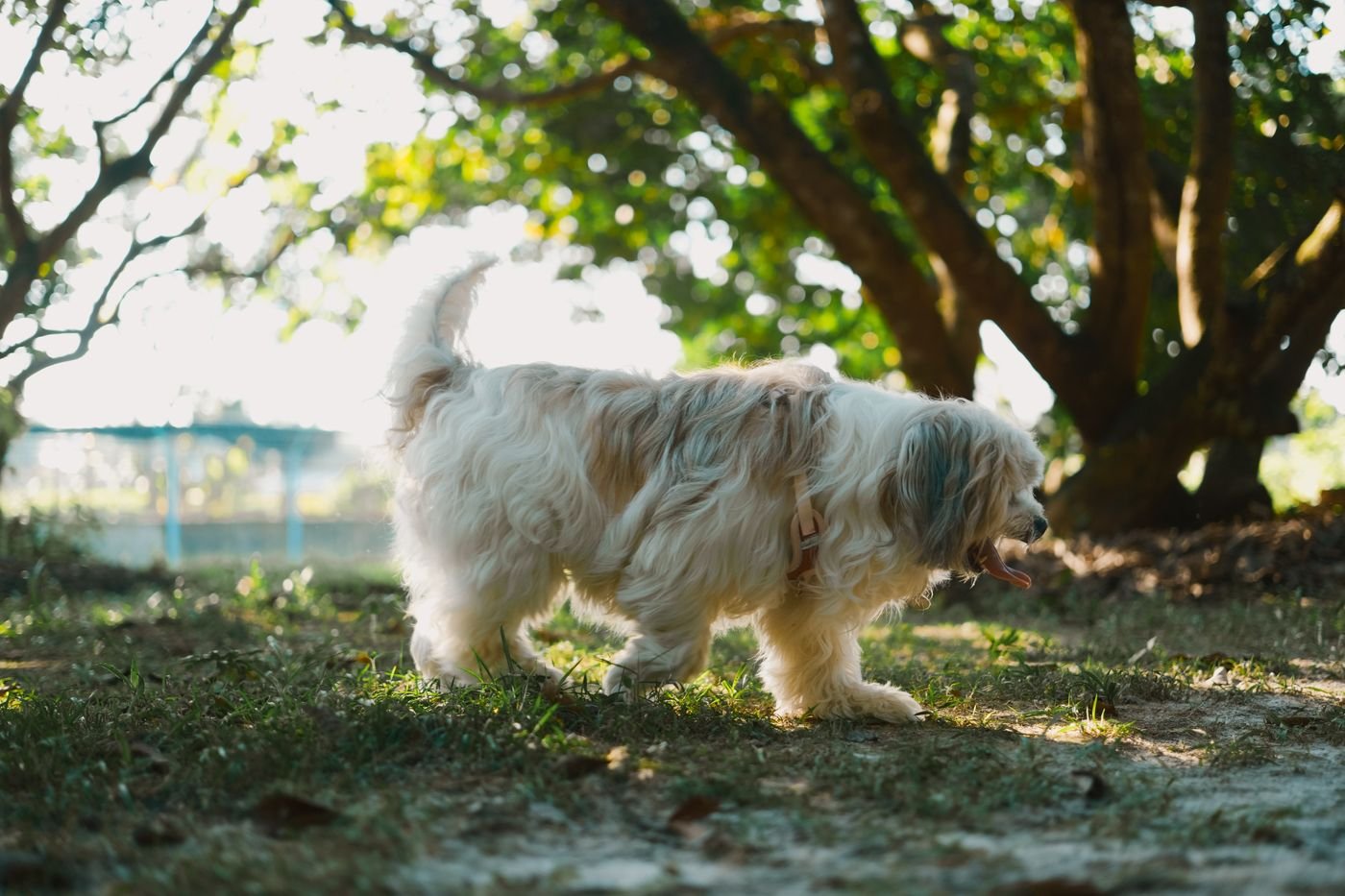 Havanese dog strolling in a sunlit park