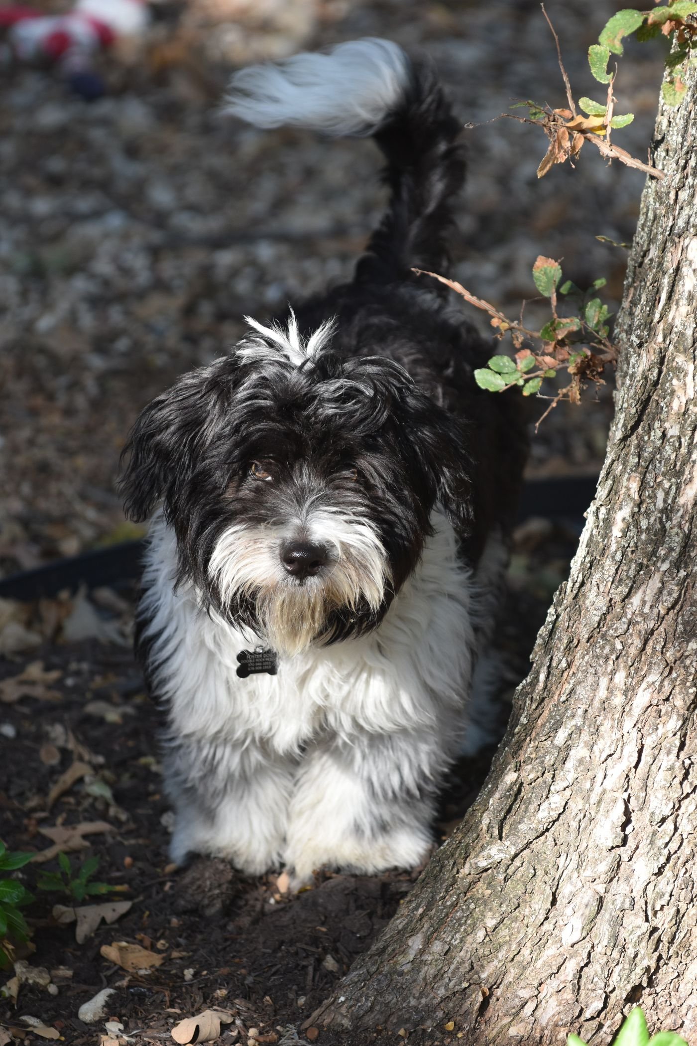 Fluffy Havanese dog standing by a tree